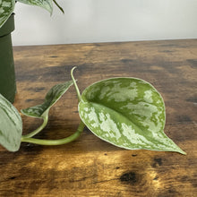 Load image into Gallery viewer, Scindapsus Silver Satin pothos cutting with heart-shaped variegated leaves on wooden surface