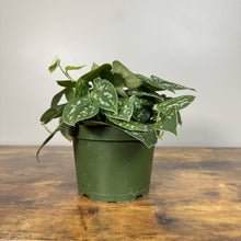 Load image into Gallery viewer, Scindapsus 'Silvery Anne' tropical houseplant with silver-spotted green leaves in green plastic pot