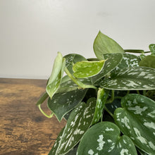 Load image into Gallery viewer, Scindapsus Silvery Anne houseplant with variegated green and silver heart-shaped leaves on wooden surface