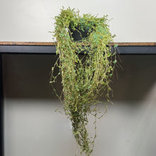 Load image into Gallery viewer, Selaginella Peacock fern cascading from black hanging planter with delicate trailing foliage