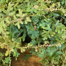 Load image into Gallery viewer, Selaginella 'Peacock' fern with delicate blue-green fronds cascading over wooden surface