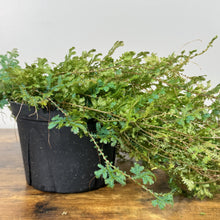 Load image into Gallery viewer, Selaginella Peacock Fern with delicate blue-green fronds cascading from black pot