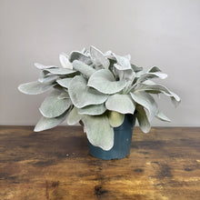 Load image into Gallery viewer, Senecio Angel Wing plant with silvery-green fuzzy leaves in dark blue pot