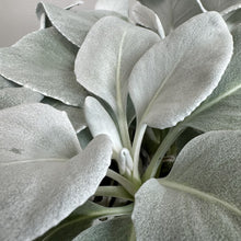 Load image into Gallery viewer, Senecio Angel Wing succulent with thick silvery-white fuzzy leaves in close-up view