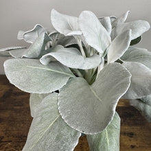Load image into Gallery viewer, Senecio Angel Wing plant with silvery-white fuzzy leaves in rustic wooden container
