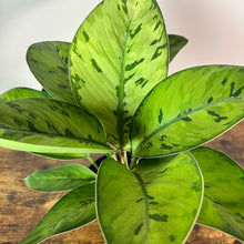 Load image into Gallery viewer, Homalomena 'Selby'