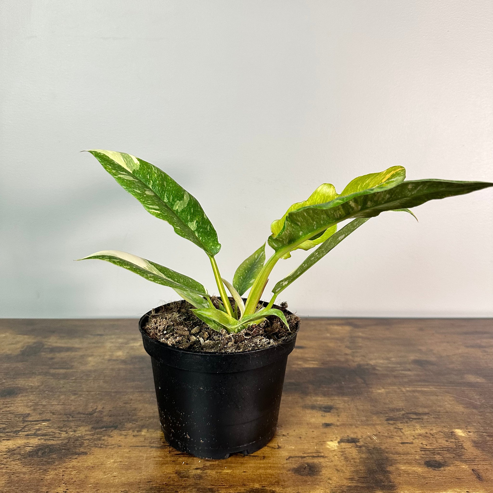 philodendron plant price Philodendron 'Ring Of Fire'