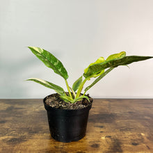 Load image into Gallery viewer, Young Philodendron Ring of Fire plant in black pot with variegated green leaves