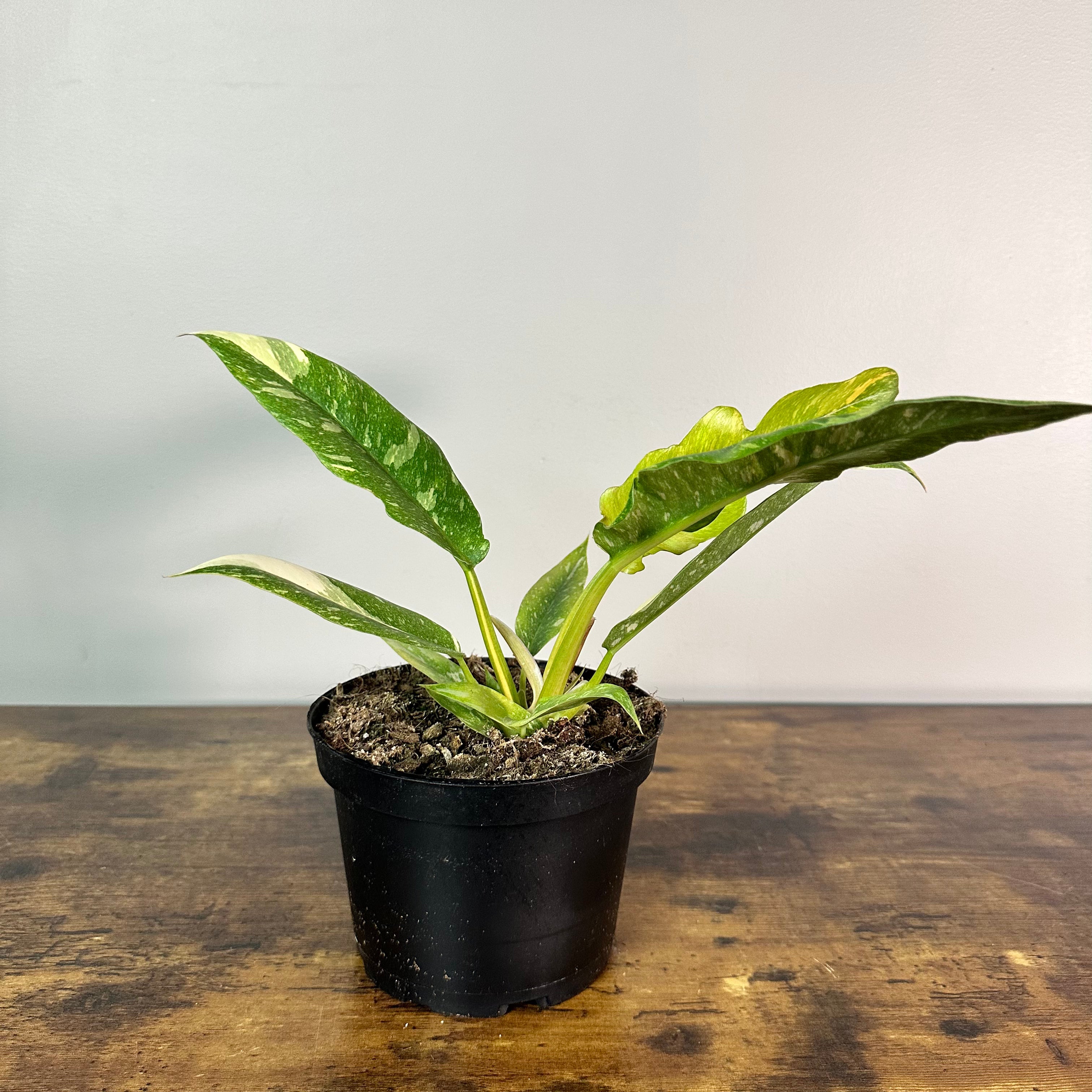 philodendron ring of fire price Philodendron 'Ring Of Fire'