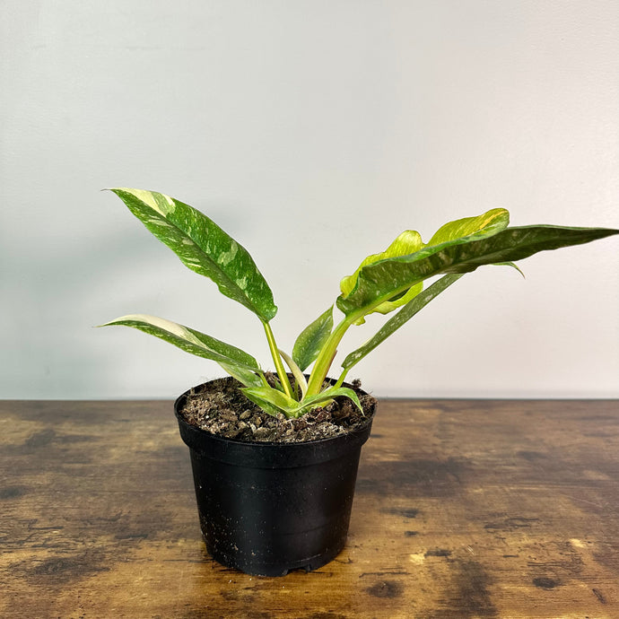 ring of fire philodendron for sale Philodendron 'Ring Of Fire'