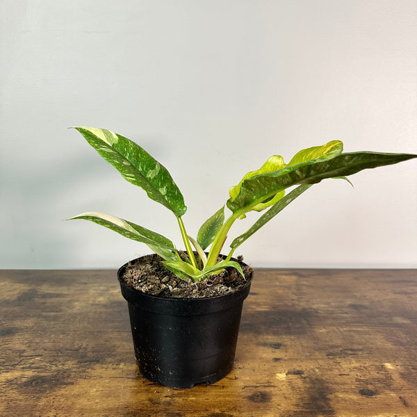 Philodendron 'Ring Of Fire'