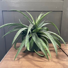 Load image into Gallery viewer, Agave Assorted