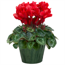 Load image into Gallery viewer, Cyclamen