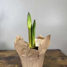 Load image into Gallery viewer, Amaryllis Potted Plant
