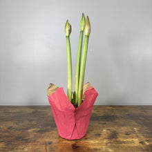 Load image into Gallery viewer, Amaryllis Potted Plant
