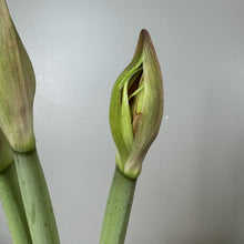 Load image into Gallery viewer, Amaryllis Potted Plant