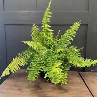 Nephrolepis 'Tiger Stripe Fern'