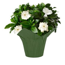 Load image into Gallery viewer, Gardenia