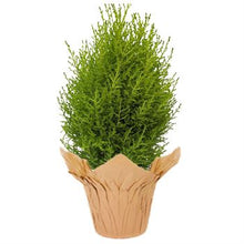 Load image into Gallery viewer, Cypress Goldcrest