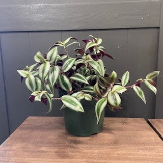 house plant wandering dude pot Tradescantia 'Wandering Dude Purple'