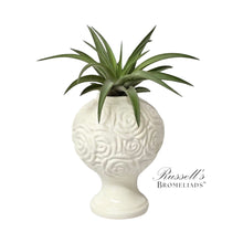 Load image into Gallery viewer, Air Plant
