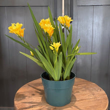 Load image into Gallery viewer, Freesia 'Annual'