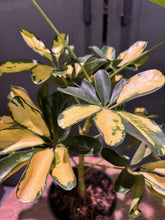Load image into Gallery viewer, Schefflera Gold Capella umbrella tree with variegated green and cream leaves in pot