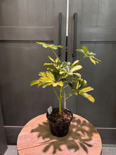 Load image into Gallery viewer, Schefflera Gold Capella umbrella tree with variegated yellow-green leaves in black pot on wooden table