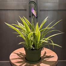 Load image into Gallery viewer, Chlorophytum Assorted Spider Plant