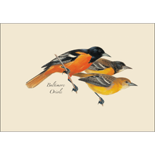 Load image into Gallery viewer, Three Baltimore Oriole birds in different color variations illustrated in naturalist field guide style