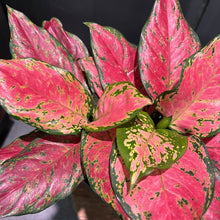 Load image into Gallery viewer, Aglaonema 'Ruby Ray'