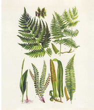 Load image into Gallery viewer, Vintage botanical illustration featuring various fern species with detailed fronds and natural coloring