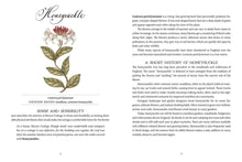 Load image into Gallery viewer, Open book showing honeysuckle botanical illustration with detailed plant description and Jane Austen reference
