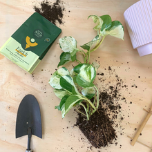 Load image into Gallery viewer, Enrich Powder fertilizer bag with pothos plant, soil, and gardening tools on wooden surface