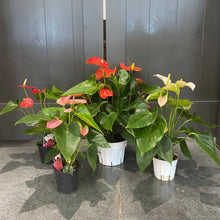 Load image into Gallery viewer, Anthurium Assorted