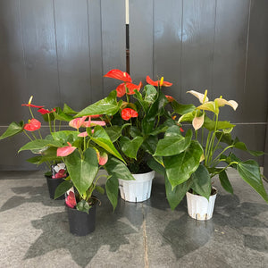 Anthurium Assorted