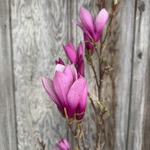 Load image into Gallery viewer, Magnolia Ann