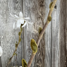 Load image into Gallery viewer, Magnolia Royal Star