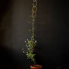 Load image into Gallery viewer, Climbing Plant Support