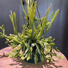 Load image into Gallery viewer, Rhipsalis micrantha 'Mistletoe Cactus'