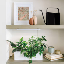 Load image into Gallery viewer, Modern Watering Can: Brass