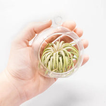 Load image into Gallery viewer, Hand holding clear glass hanging terrarium with air plant inside against white background