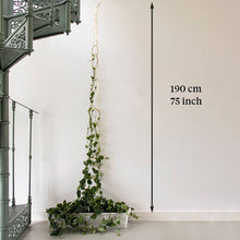Load image into Gallery viewer, Climbing Plant Support