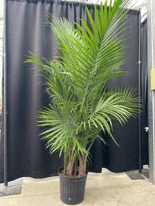 Ravenea 'Majesty Palm'