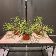 Load image into Gallery viewer, Three potted Kalanchoe Mother of Millions succulents with spiky green stems in terracotta pots