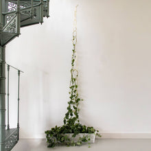 Load image into Gallery viewer, Climbing Plant Support