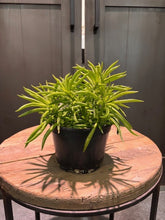 Load image into Gallery viewer, Peperomia Happy Bean plant with bright green succulent leaves in black pot on wooden table