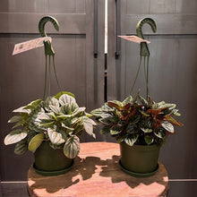Load image into Gallery viewer, Two Peperomia houseplants in green hanging baskets with variegated foliage displayed on wooden surface