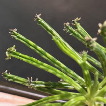Load image into Gallery viewer, Kalanchoe Mother of Millions succulent showing vibrant green stems with tiny plantlets along edges
