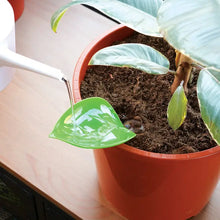 Load image into Gallery viewer, Green leaf-shaped watering funnel being used to water potted plant with dark soil